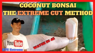 COCONUT BONSAI Extreme Cut Method | Reducing Leaf Size Fast