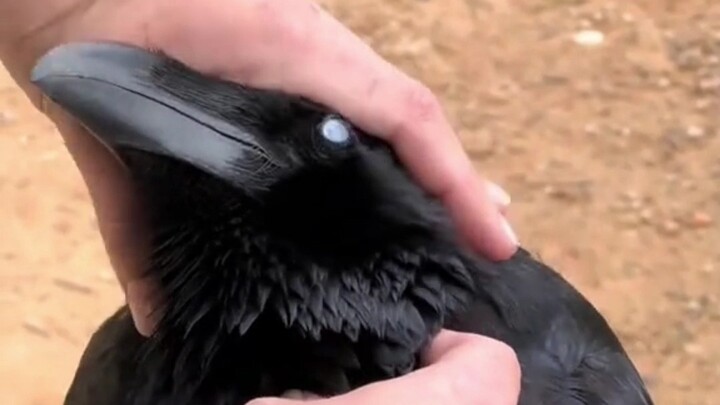 Such a well-behaved little crow, let me pet it too~~~
