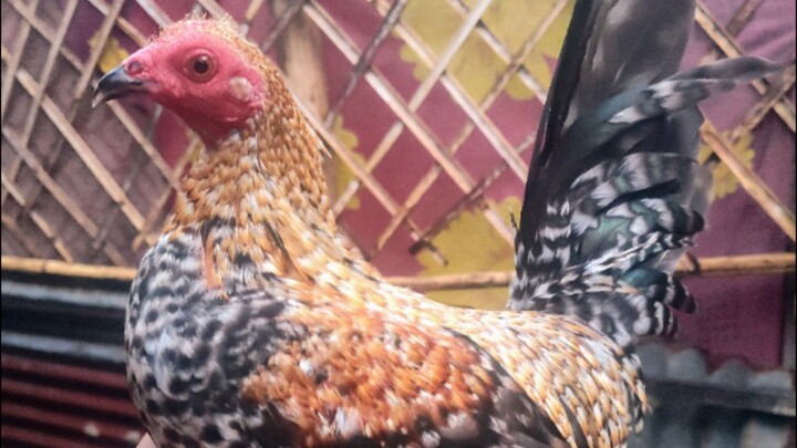 Win π( Partida Kanan)