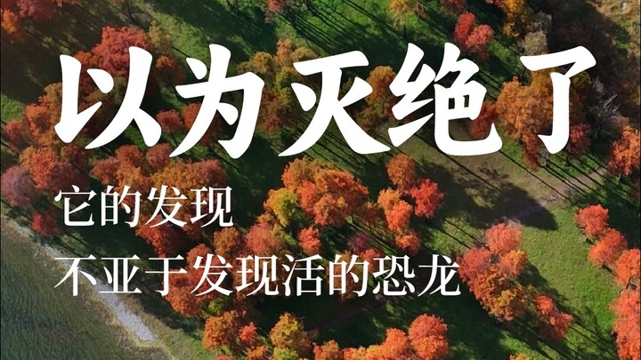 Trước đây cả thế giới tưởng rằng loài này đã tuyệt chủng, nhưng việc phát hiện ra nó còn ngoạn mục c