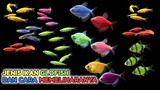 Mengenal ikan glofish dan cara memelihara ikan glofish