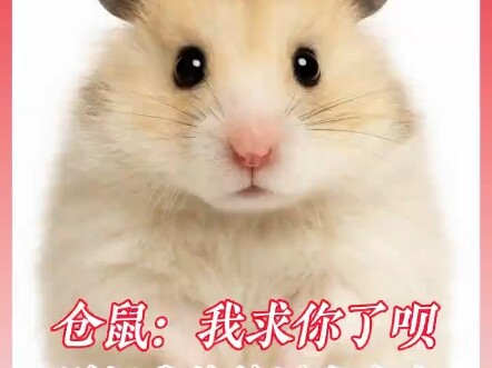 Hamster: Please, don’t tell anyone—people will laugh at me.