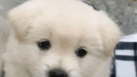 How many years has Zhao Liying been holding a grudge over one meal?