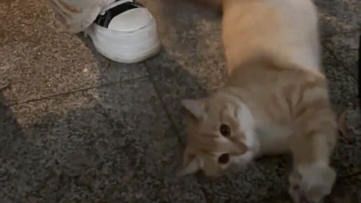 Late at night, I’m totally under the little cat’s control.