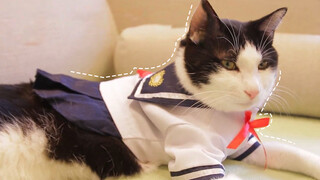 Pet|Hilarious Moments of Cats