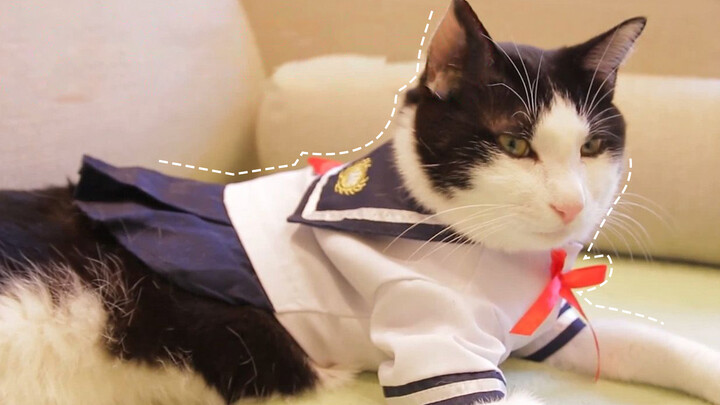 Pet|Hilarious Moments of Cats