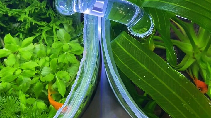 Cá nhỏ học cách du ngoạn, kết nối bể thủy sinh thành chuỗi, giúp “cuộc đời cá” thêm phần thú vị