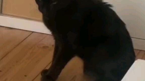 si hitam bertindak lagi wkwkwkwk