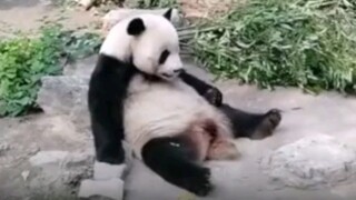 The Beijing Zoo incident where 2 tourists threw stones at pandas