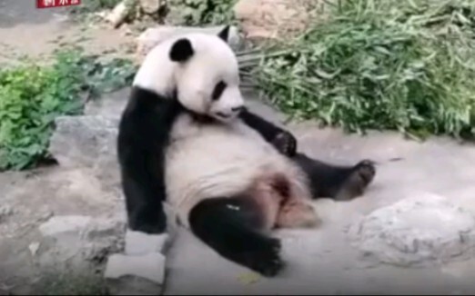 Sở thú Bắc Kinh|2 khách tham quan lấy đá ném vào gấu trúc