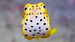 Lucu memang lucu, sayangnya akan tumbuh jelek