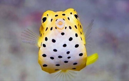 Lucu memang lucu, sayangnya akan tumbuh jelek