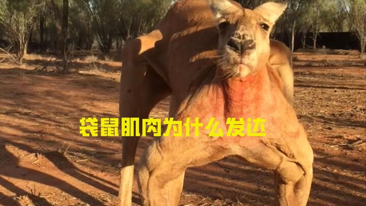 Kangaroos are strictly herbivores—so why are their muscles so well-developed?