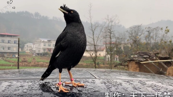 It’s better to watch birds than to keep them; you don’t need to own something to love it.