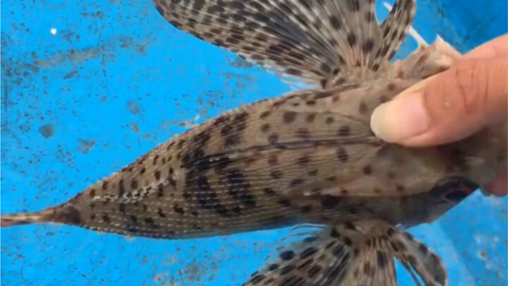 Six-eyed flying fish