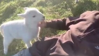 A cute lamb acting in a pettishly charming manner