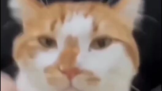 kucing gufron