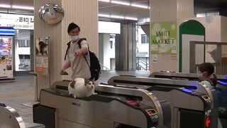 趴在检票口等主人的猫咪～
