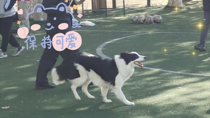 Cute Border Collie at Xi’an Jiaotong University!