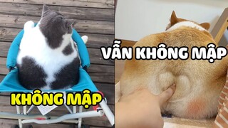 Gia đình không Mập - Chắc chắn Thượng và Gi không mập ha?| Pets TV