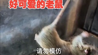 حتى الفئران ليست بهذه الدرجة من اللطافة!