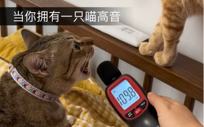 Saat kamu memiliki seekor kucing soprano