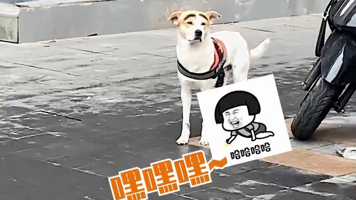 هل أصبحت الكلاب الآن جميلة الملامح إلى هذا الحد؟