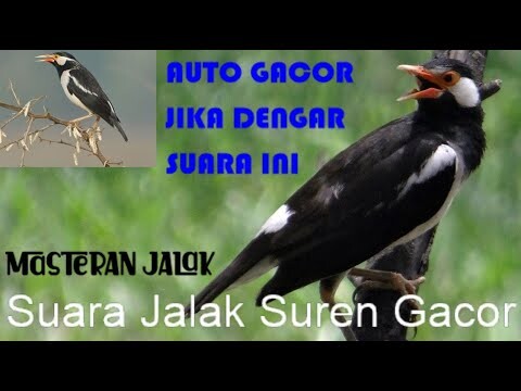 Burung Mana Yang Tidak NYaut, Dengan Suara Masteran Jalak Suren Ini.... Jamin Gacor