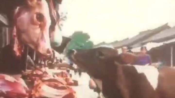Video ini sangat menyentuh, pernahkah Anda melihat hewan menangis? Mari sebarkan video ini kepada se