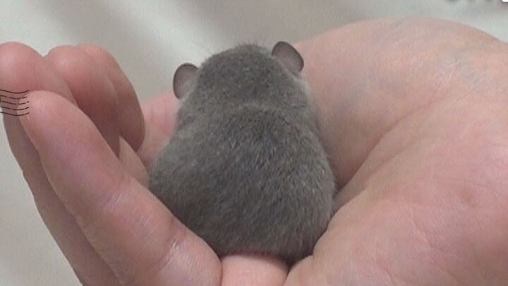 🐿️: I’m a 28-day-old dwarf squirrel.