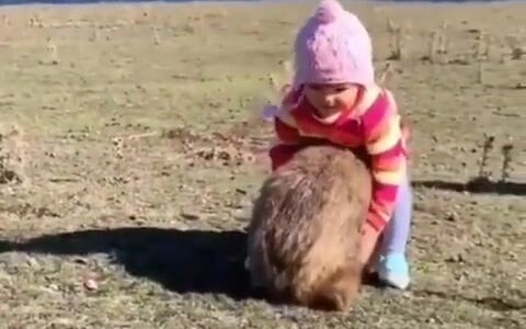 澳洲袋熊🐻