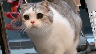 قلت أنها مخصصة للقط الصغير لتأكلها، هل هذا مزيف؟