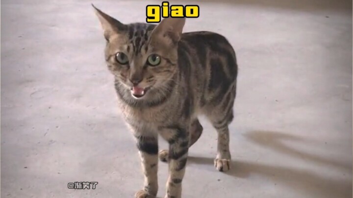 As soon as this cat opened its mouth, my brain went haywire!