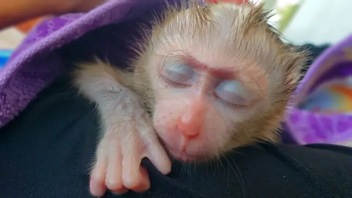 Cutest Baby Monkey Ever!! Tiny adorable Luca Sleep So Well By Mom's comfort