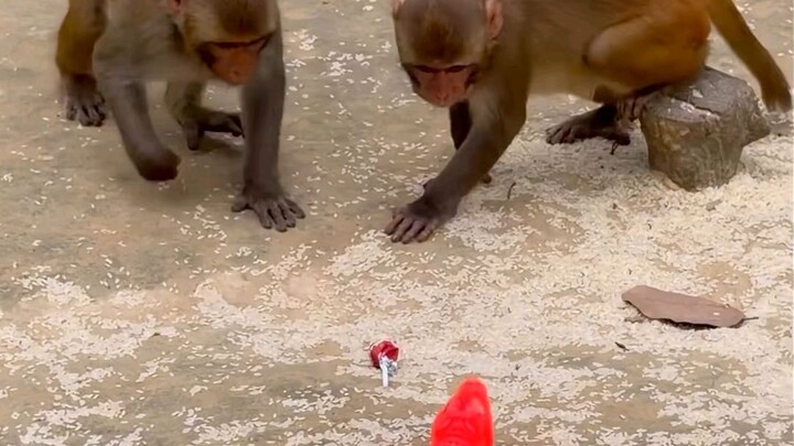 Monkeys is afraid of a toy