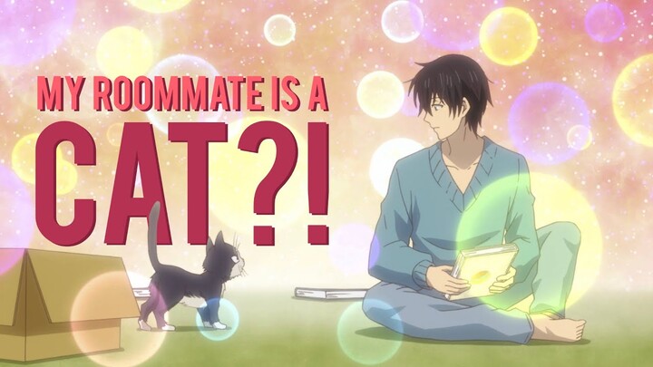 I Got A Cat Because Of ANIME?!