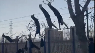 العمات معلقات بكثرة على العارضة الأفقية