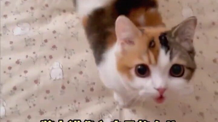 Picturing the kitten as a daughter—it’s already painful just to hear about it #kitten #daughter #mar