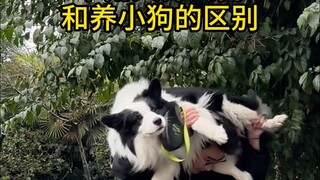 Sự khác biệt giữa nuôi chó lớn và nuôi chó nhỏ trong ngày mưa