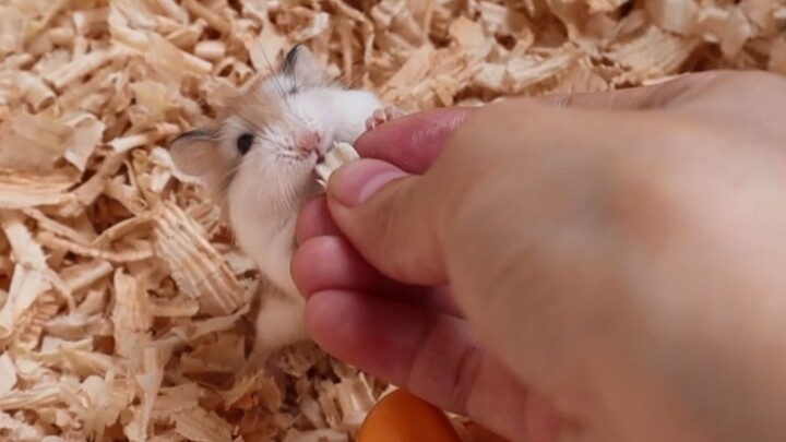 Mengapa hamster yang digabungkan bisa saling memakan hingga hanya tersisa kulitnya? [Seri Edukasi Ha