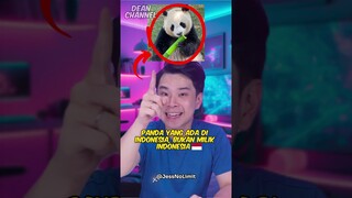 Semua Panda Di Seluruh Dunia adalah Panda Milik China, Lah Kok Bisa?! #shorts