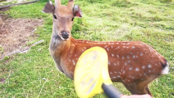 Deer: I think you have a serious illness