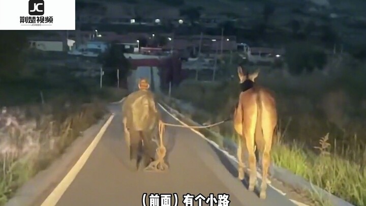 Ông lão dắt lừa vội vã nhường đường cho xe phía sau, nhưng chú lừa con lại chẳng nghe lời, chạy lung