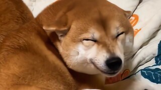 The same expression for puppies across the country when they make mistakes