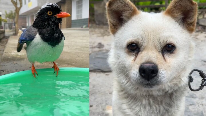 Makan ikan sambil terpisah oleh akuarium kaca, lihatnya aja udah canggung!