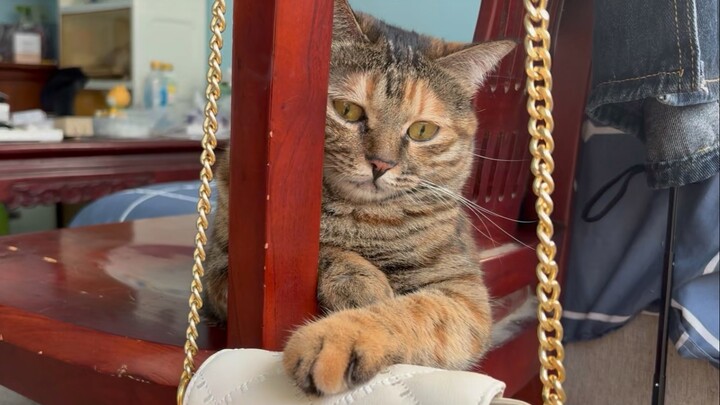 A story about my boyfriend’s cat, which can make both a pouty face and a shocked expression…