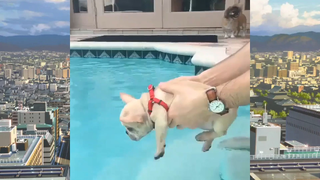 CUTE PET น่ารัก&ตลก 07