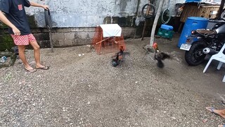 Gilmore hatch vs black hennie