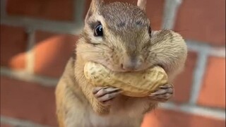 为什么外国人不喜欢这么可爱的松鼠？