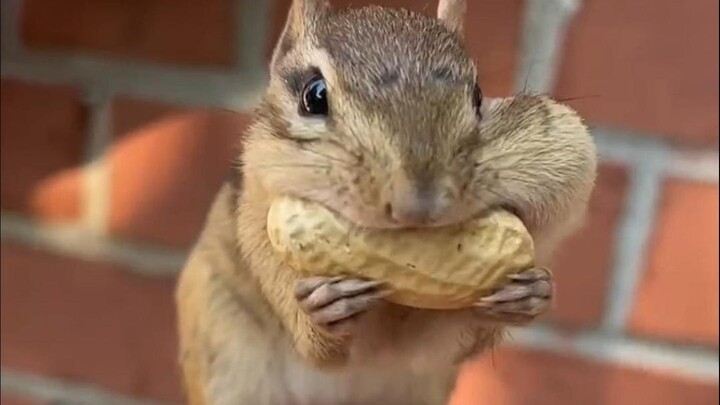 为什么外国人不喜欢这么可爱的松鼠？